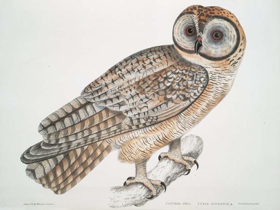 Chinese Owl, Strix Sinensis. (1830-1834)