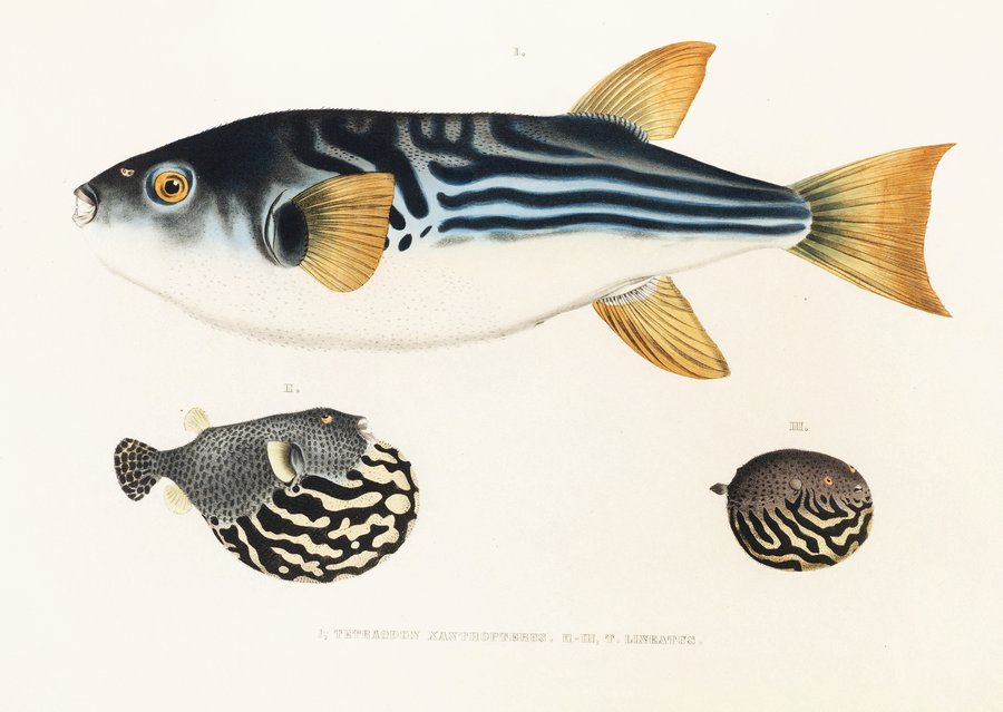 Fauna japonica Pl.142 (1833-1850)