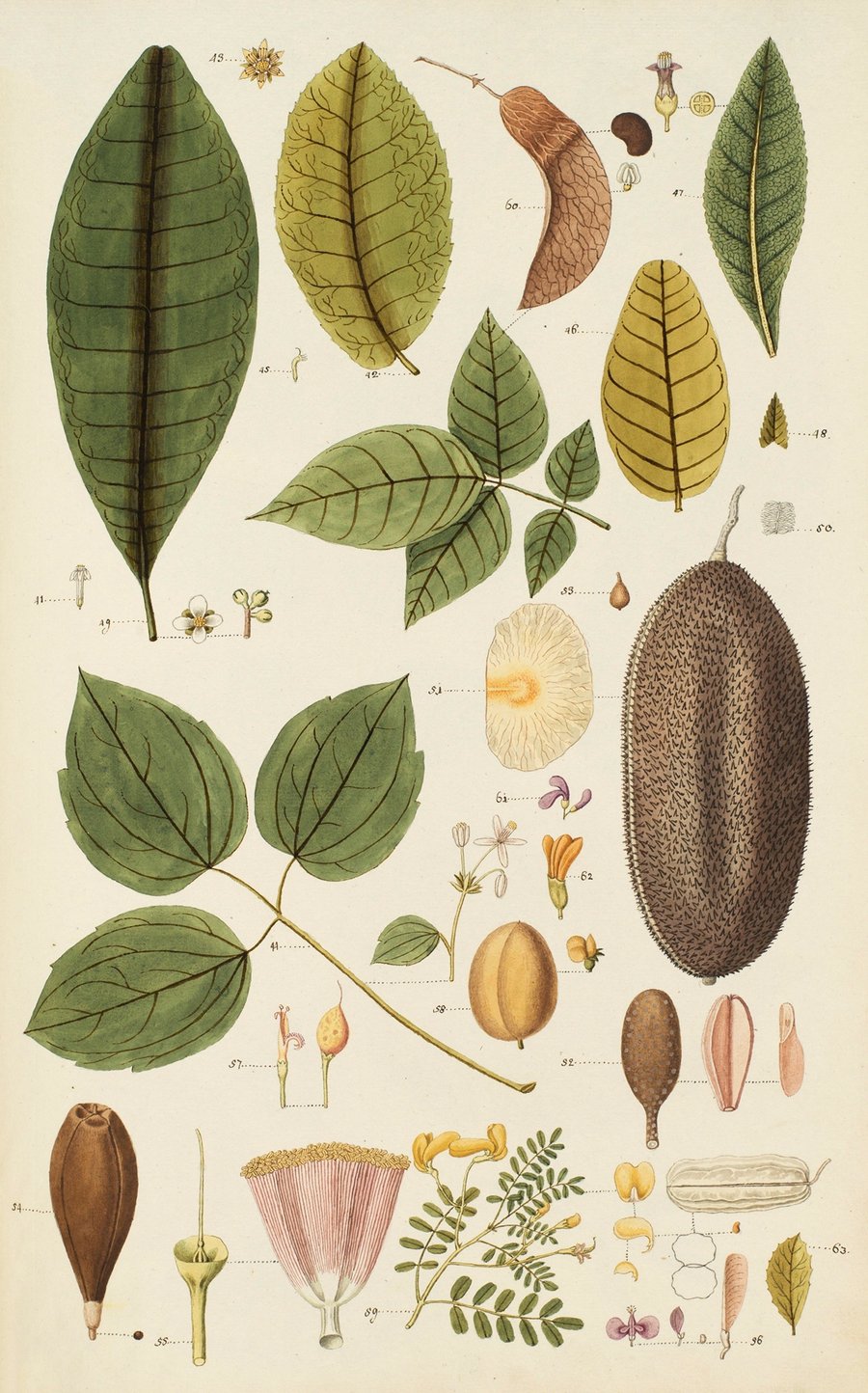 Selectarum stirpium Americanarum historia Pl.261 (1780)