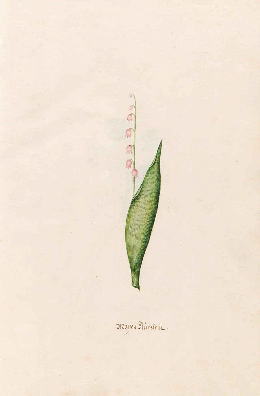 Maÿen Blümlein (1692)