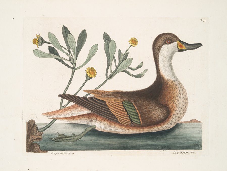 Chrysanthemum &c.; Anas Bahamensis, The Ilathera Duck. (1754)