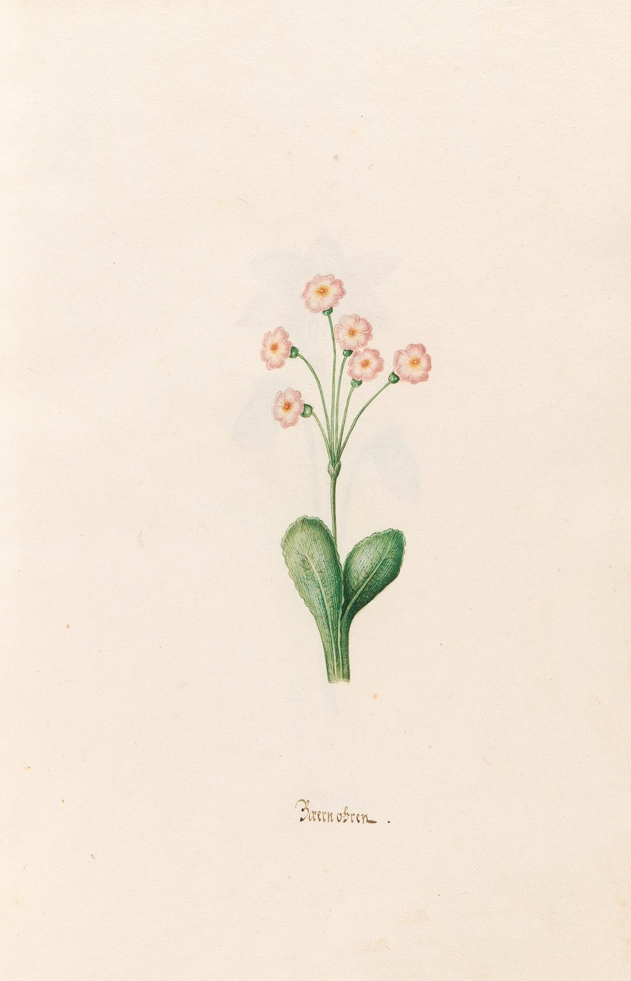 Baernobren (1692)