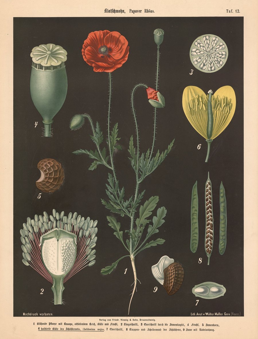 Klatschmohn, Papaver Rhöas (1894)