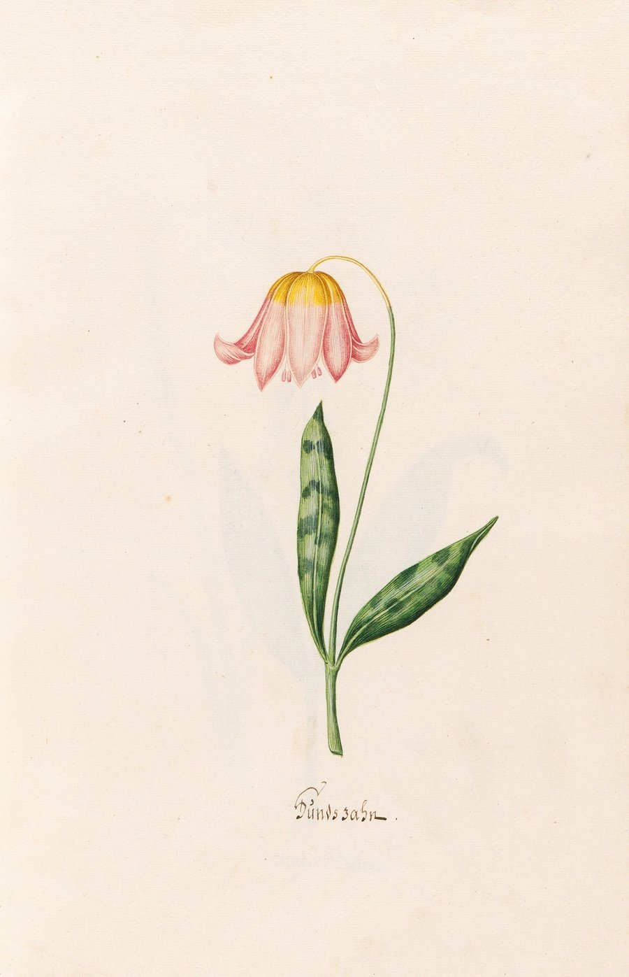 Hundszahn (1692)