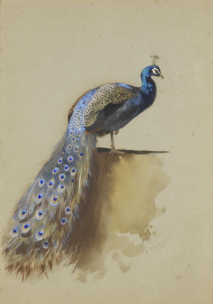 Peacock