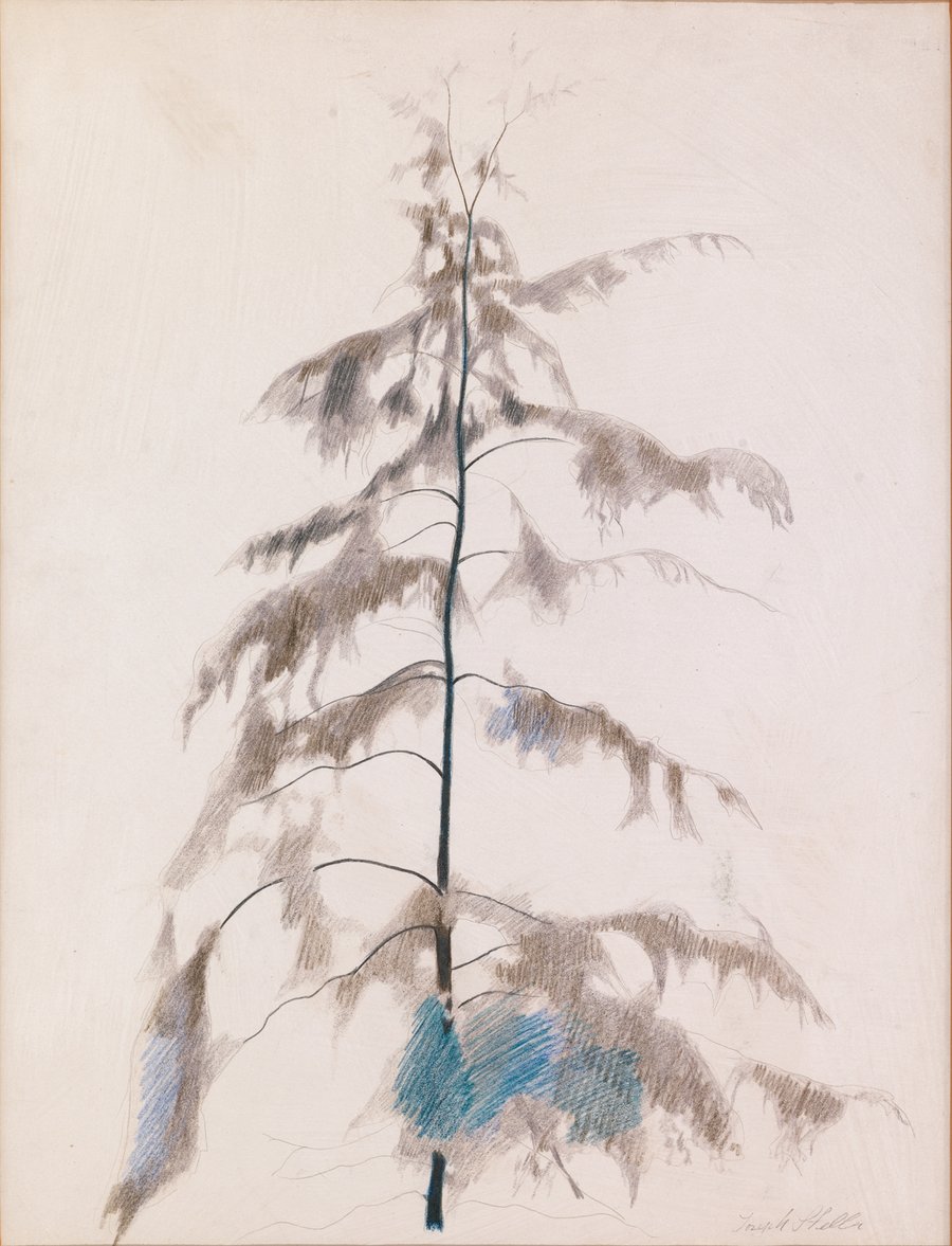 Pine Tree (1919)