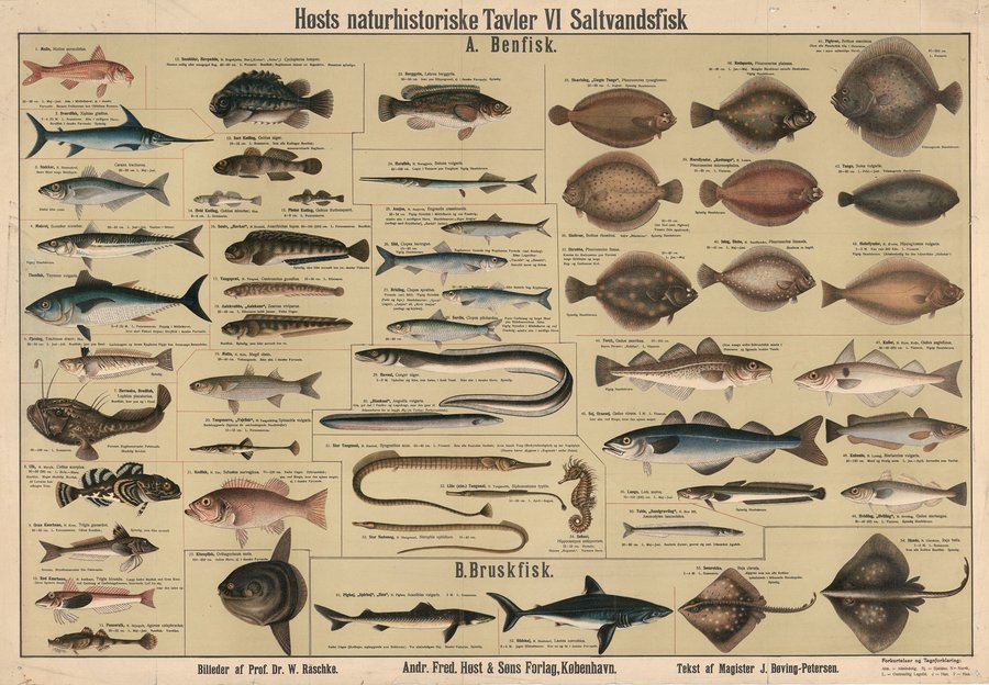 Saltwater fish (1909)