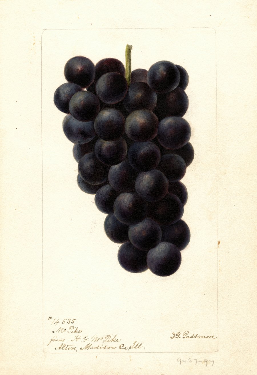 Vitis: McPike (1897)