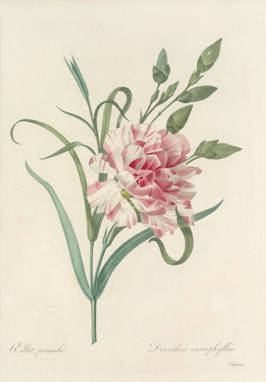 Choix des plus belles fleurs pl 056 (1827)