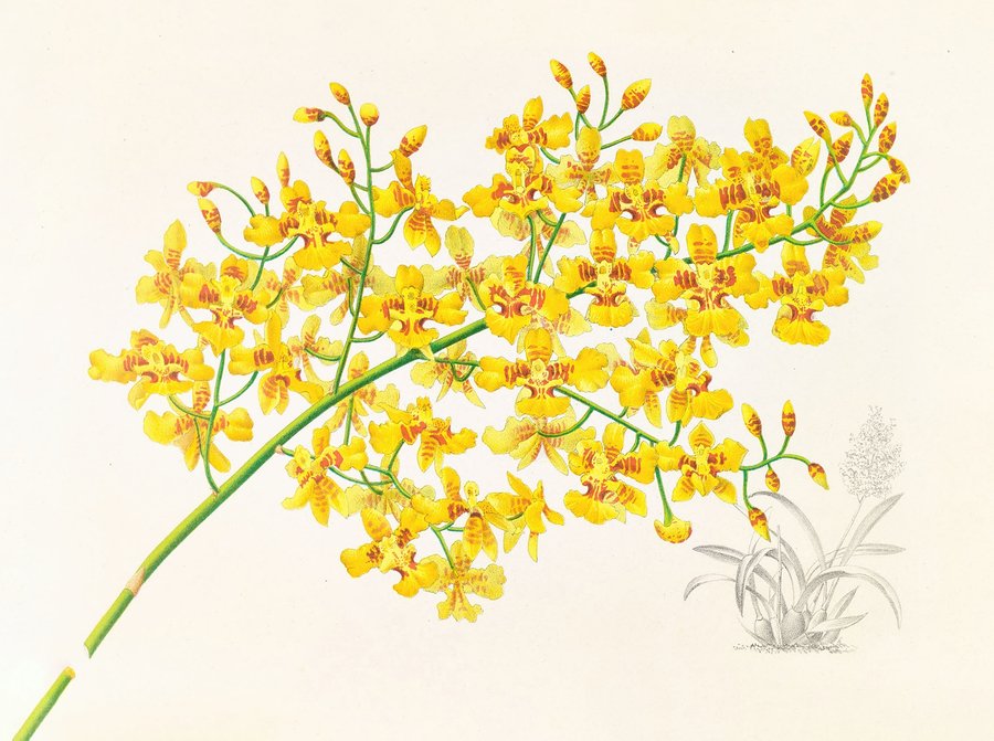 Oncidium aurosum (1885-1906)