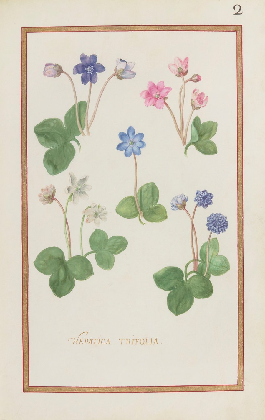 Hepatica trifolia (1624)