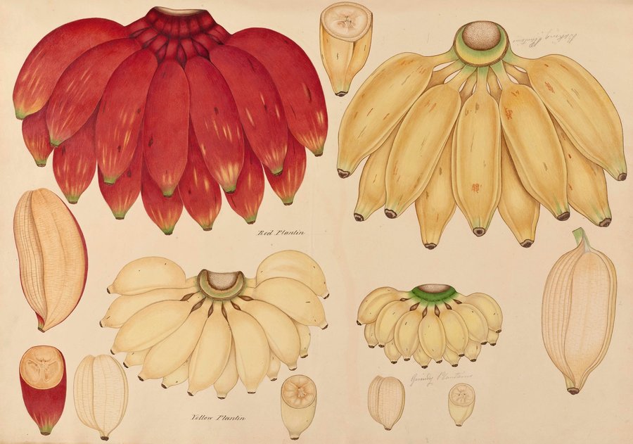 Red plantin. Yellow plantin. Baking Plantains. Guindy Plantains (1840-1843)