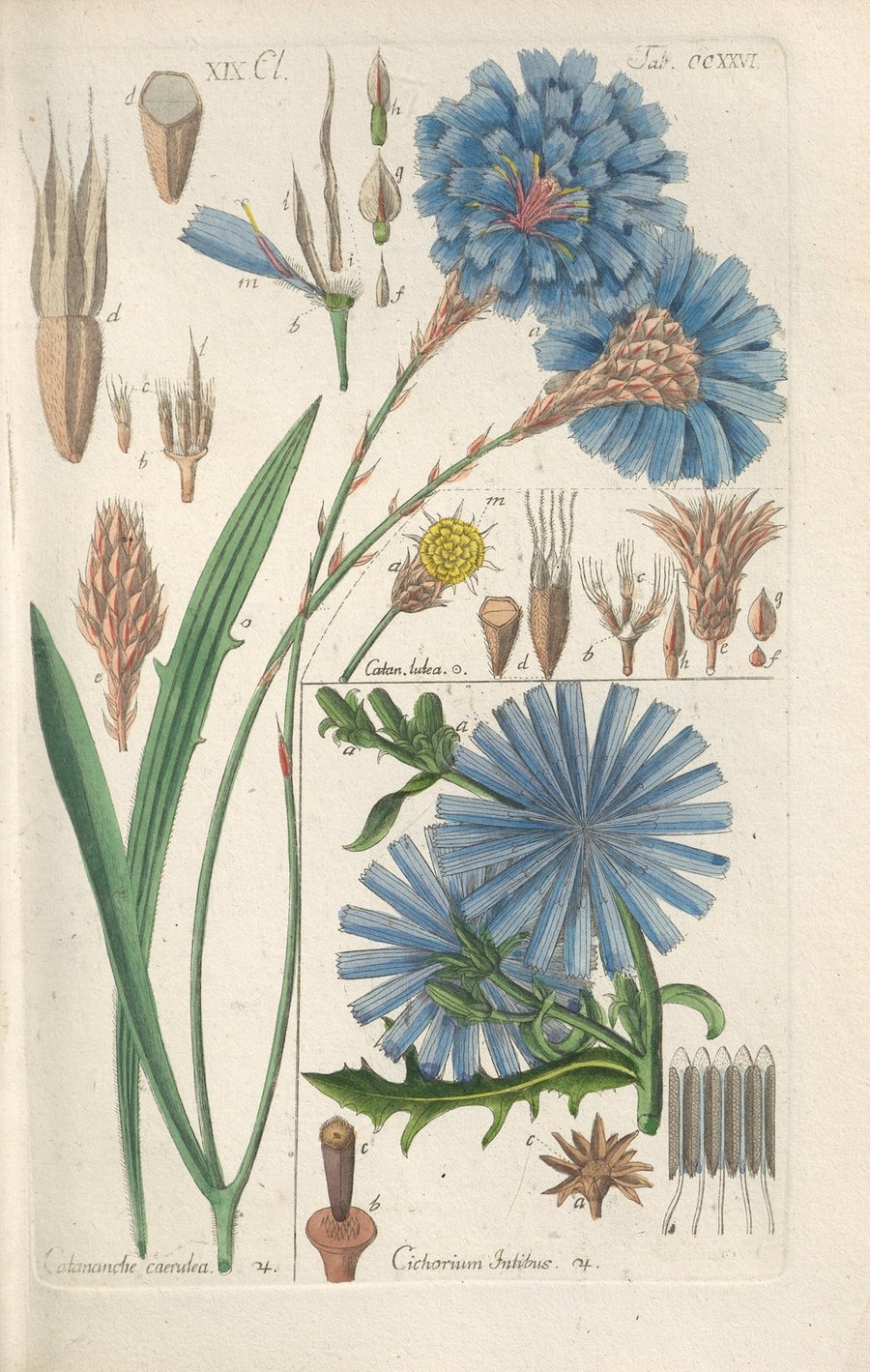 Botanisches Handbuch Pl.14 (1808)