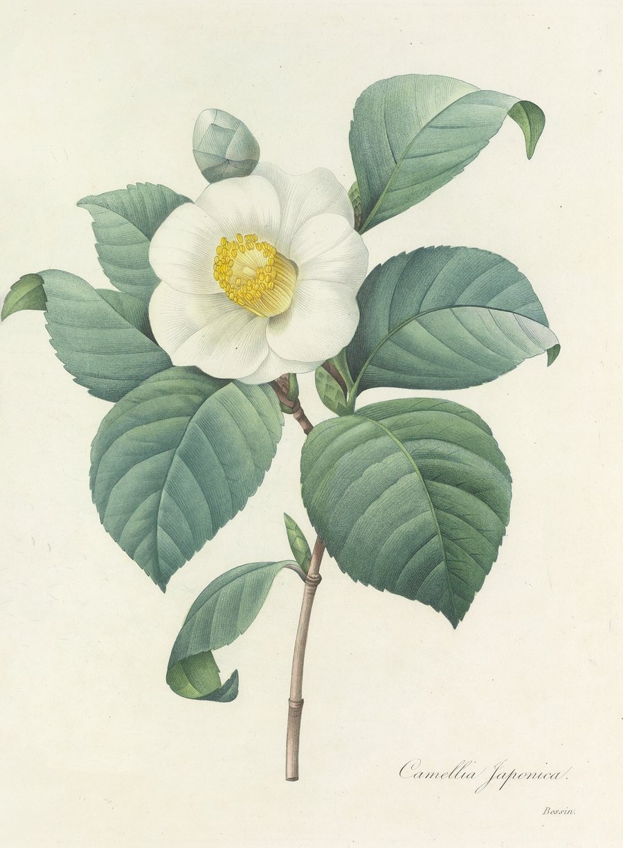 Choix des plus belles fleurs pl 016 (1827)