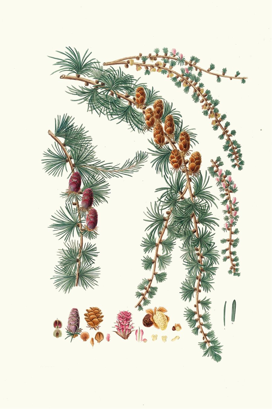 Pinus pendula = Black larch (1837)