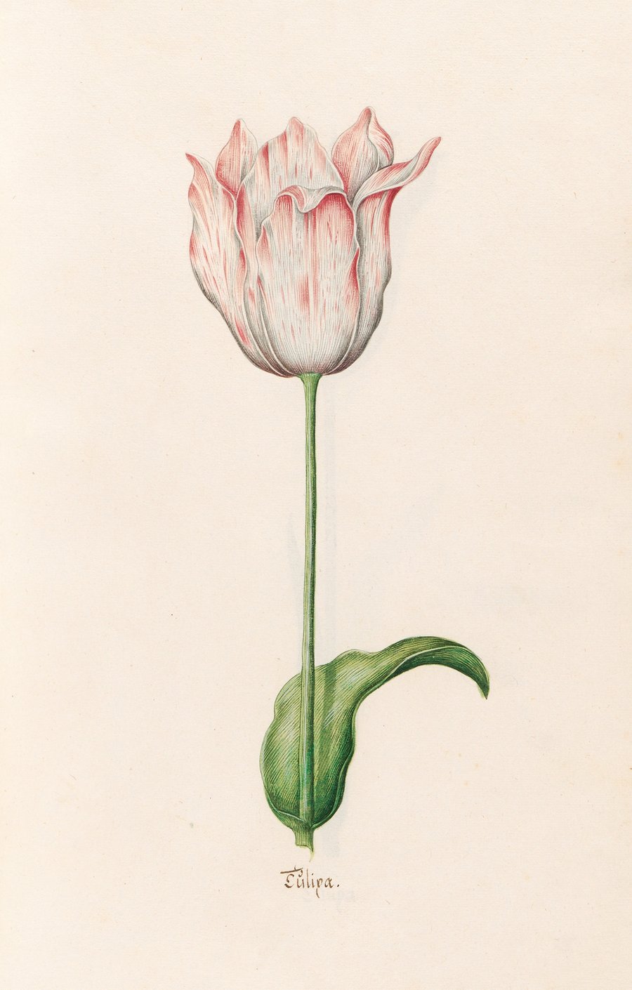 Tülipa (1692)