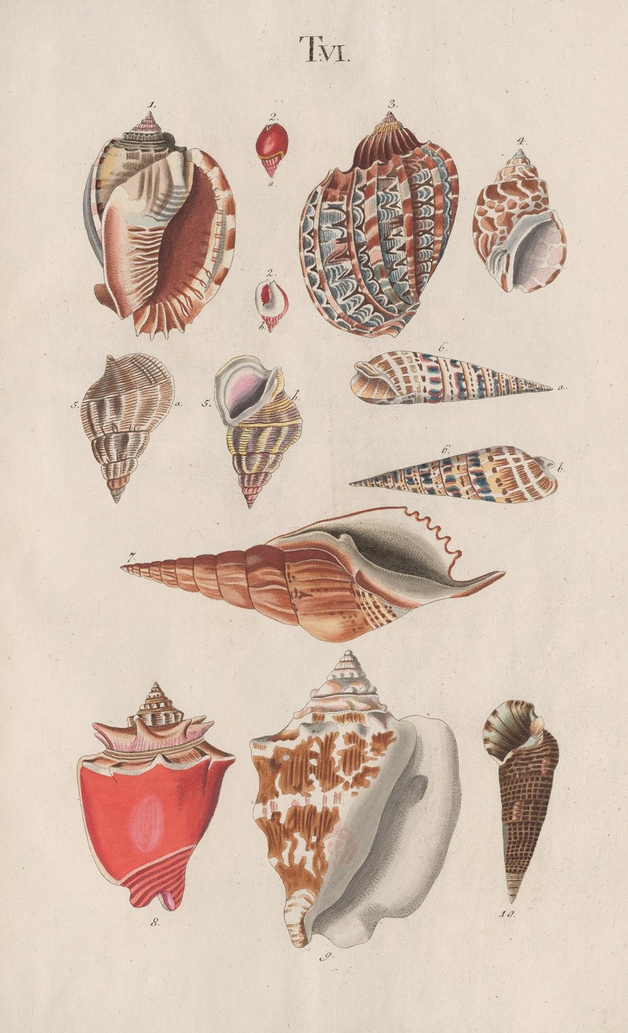 Prodromus in systema historicum testaceorum Pl.06 (1795)