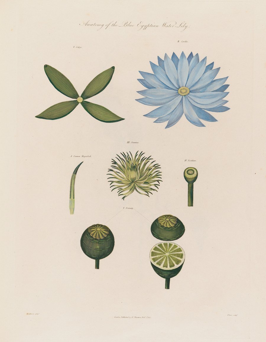 Anatomy of the blue Egyptian Water-Lily (1799–1810)