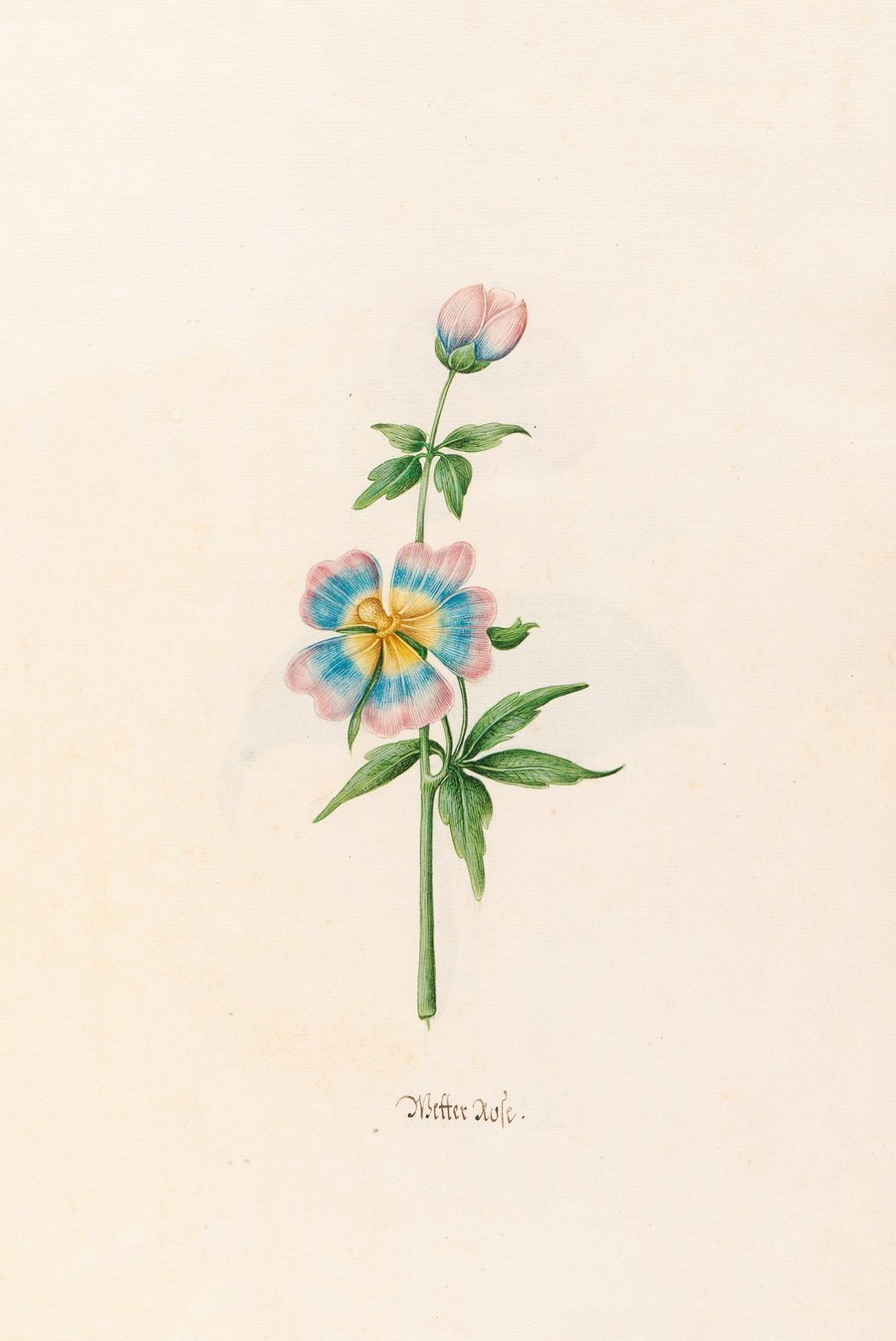Wetter rose (1692)