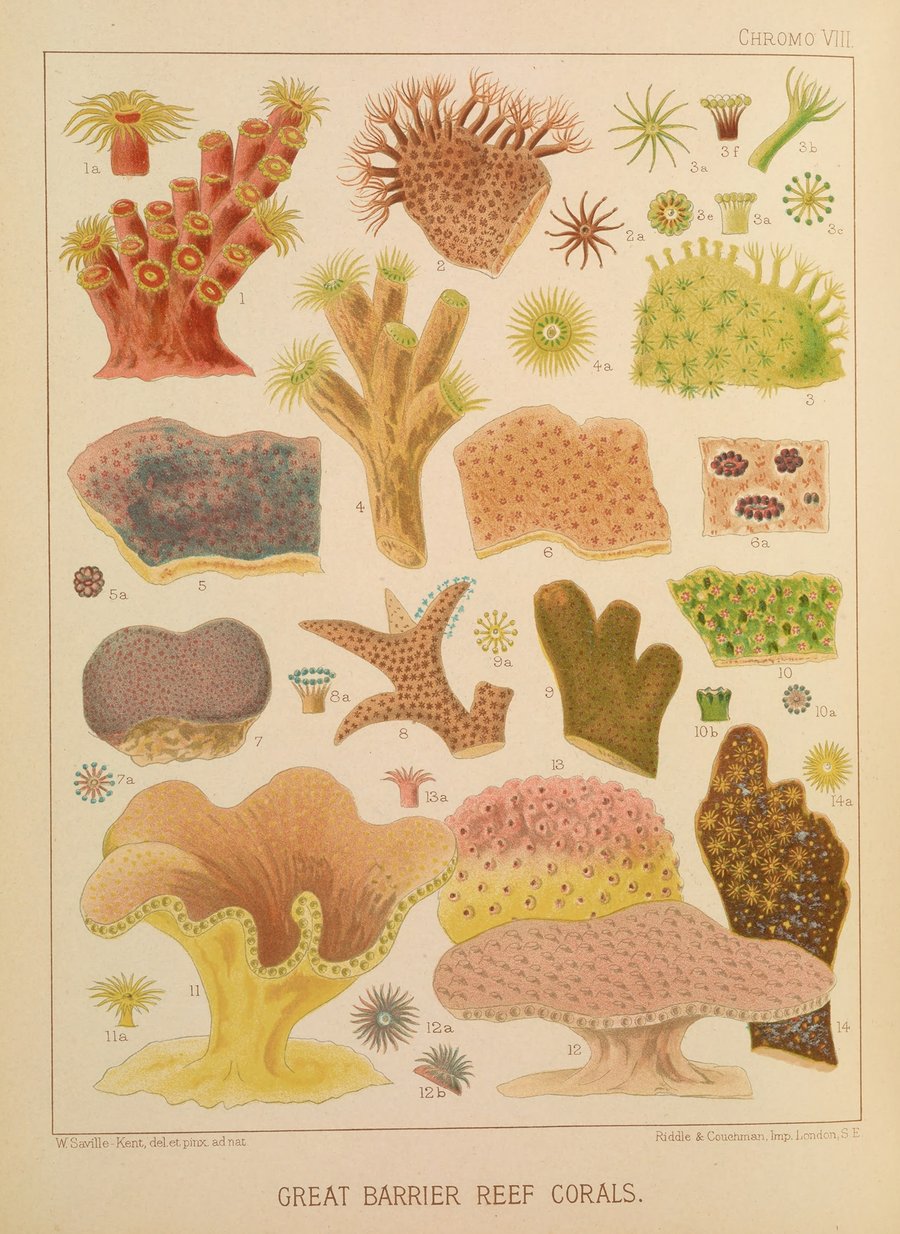 Great Barrier Reef Corals II (1893)