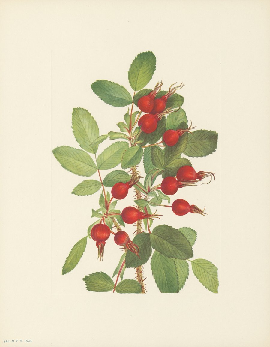 Bourgeau Rose (fruit) (Rosa bourgeauiana) (1925)