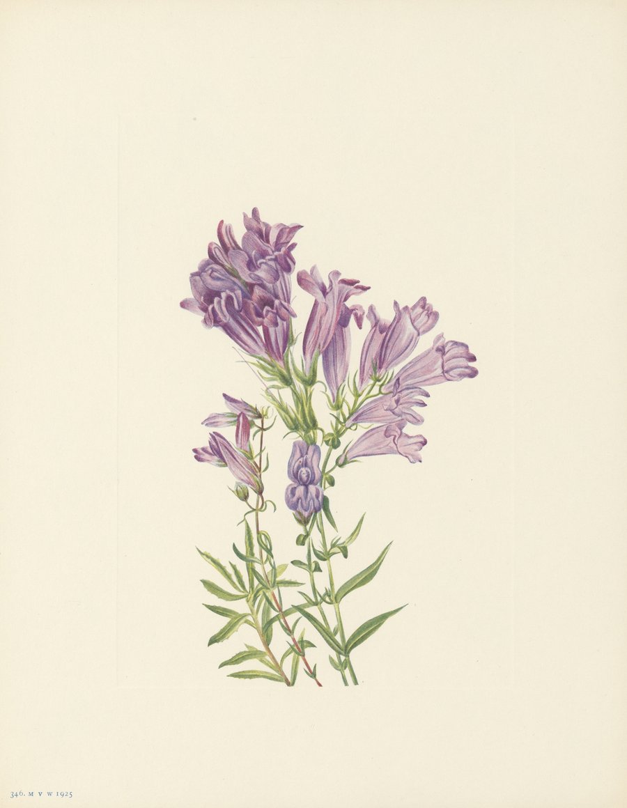 Purple Pentstemon (Pentstemon lyallii) (1925)