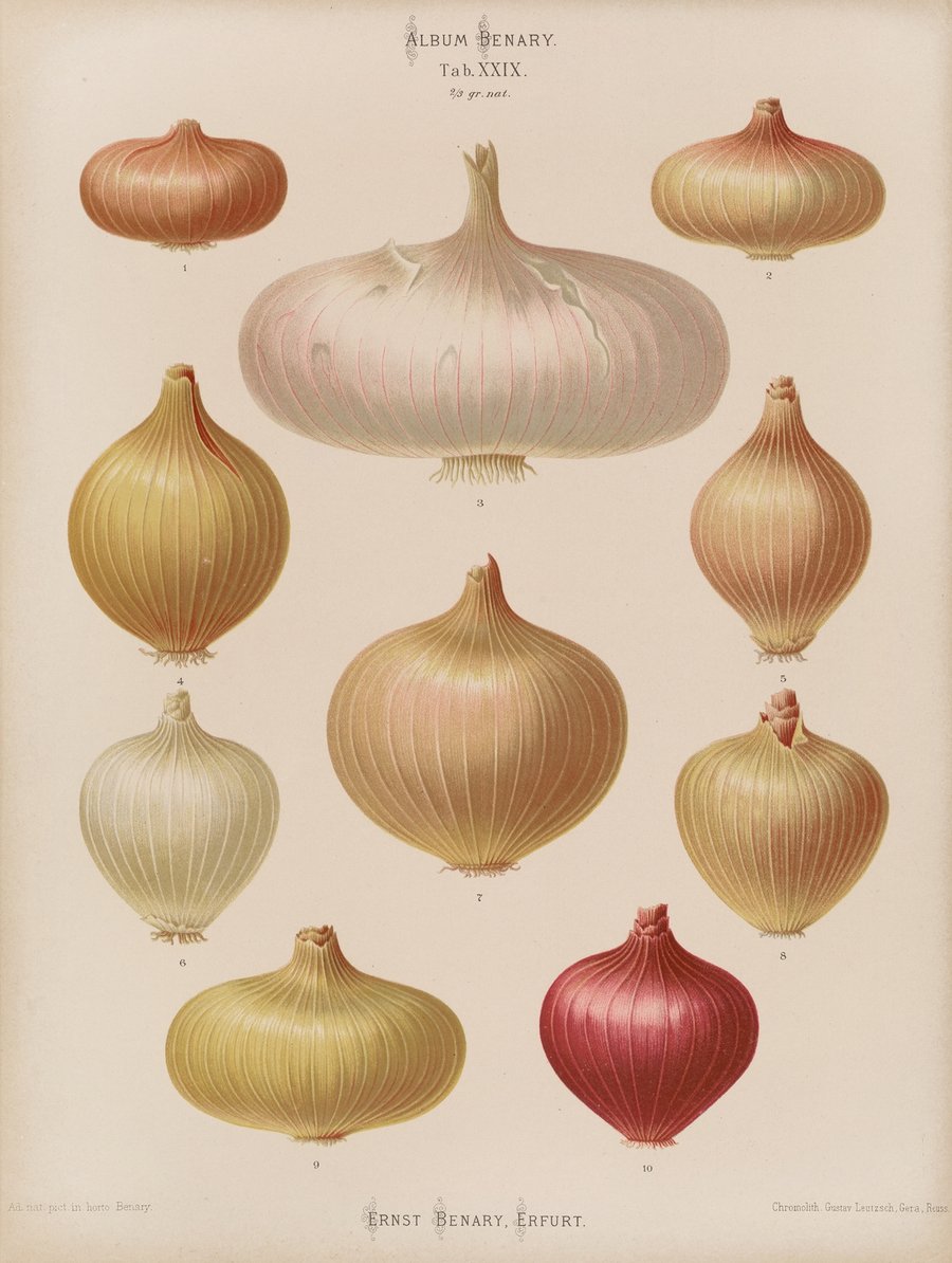 Onions (1876-1886)