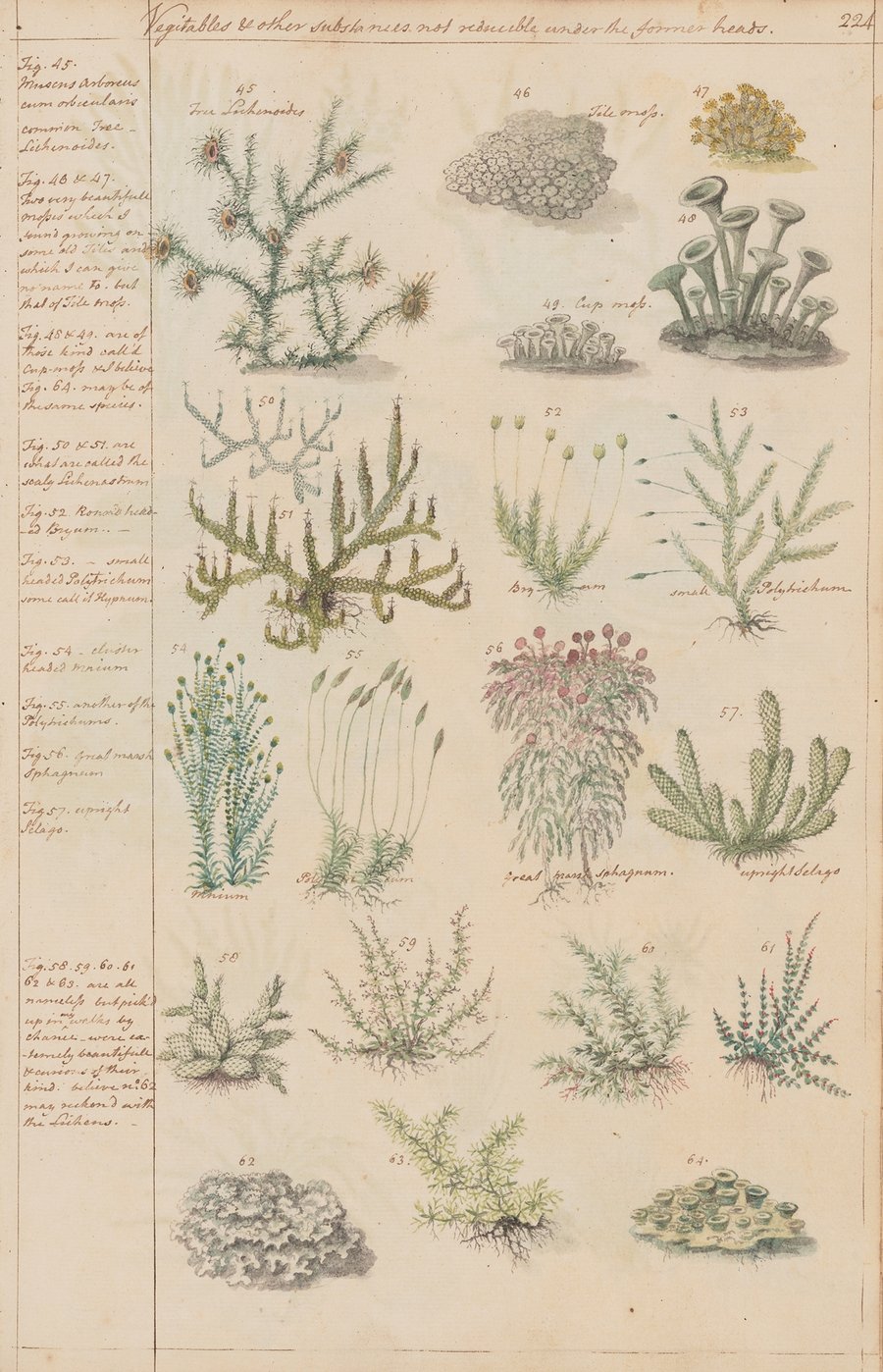 True Lichenoides, Tile moss, Cup moss, Polytrichum, Marsh sphagnum. Upright Selago (1780)