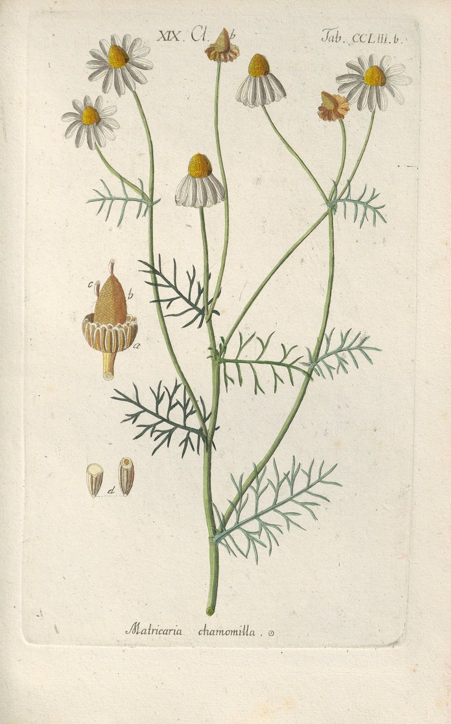 Botanisches Handbuch Pl.44 (1808)