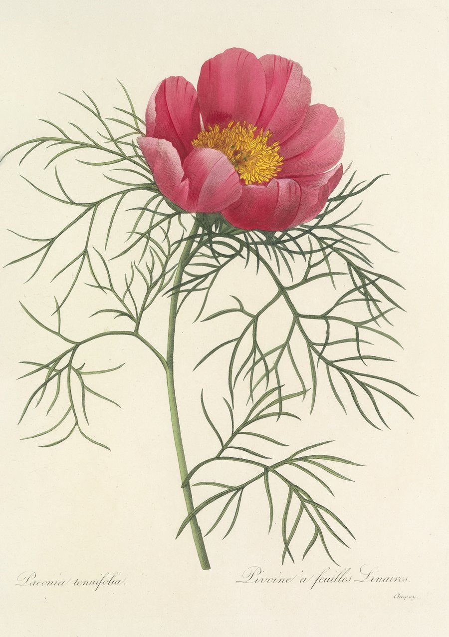 Choix des plus belles fleurs pl 073 (1827)