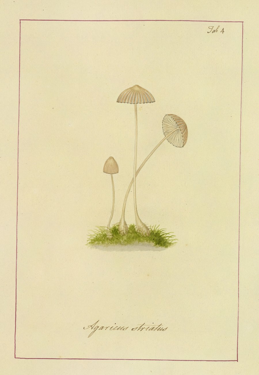 Icons fungorum circa Halifax sponte Nascentium Pl.004 (1784-1792)