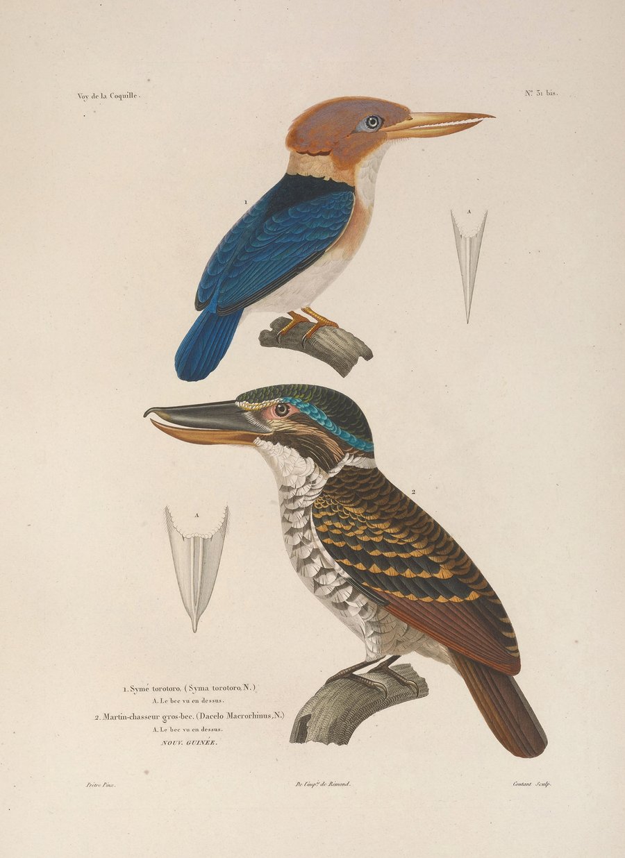 Voyage autour du monde Pl.136 (1825-1830)