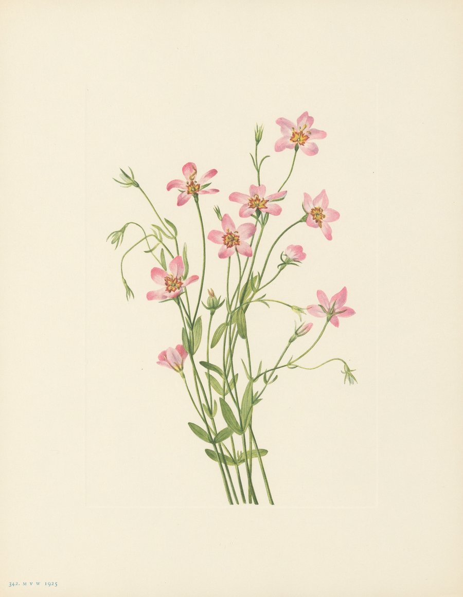 Saltmarsh Rosegentian (Sabbatia stellaris) (1925)