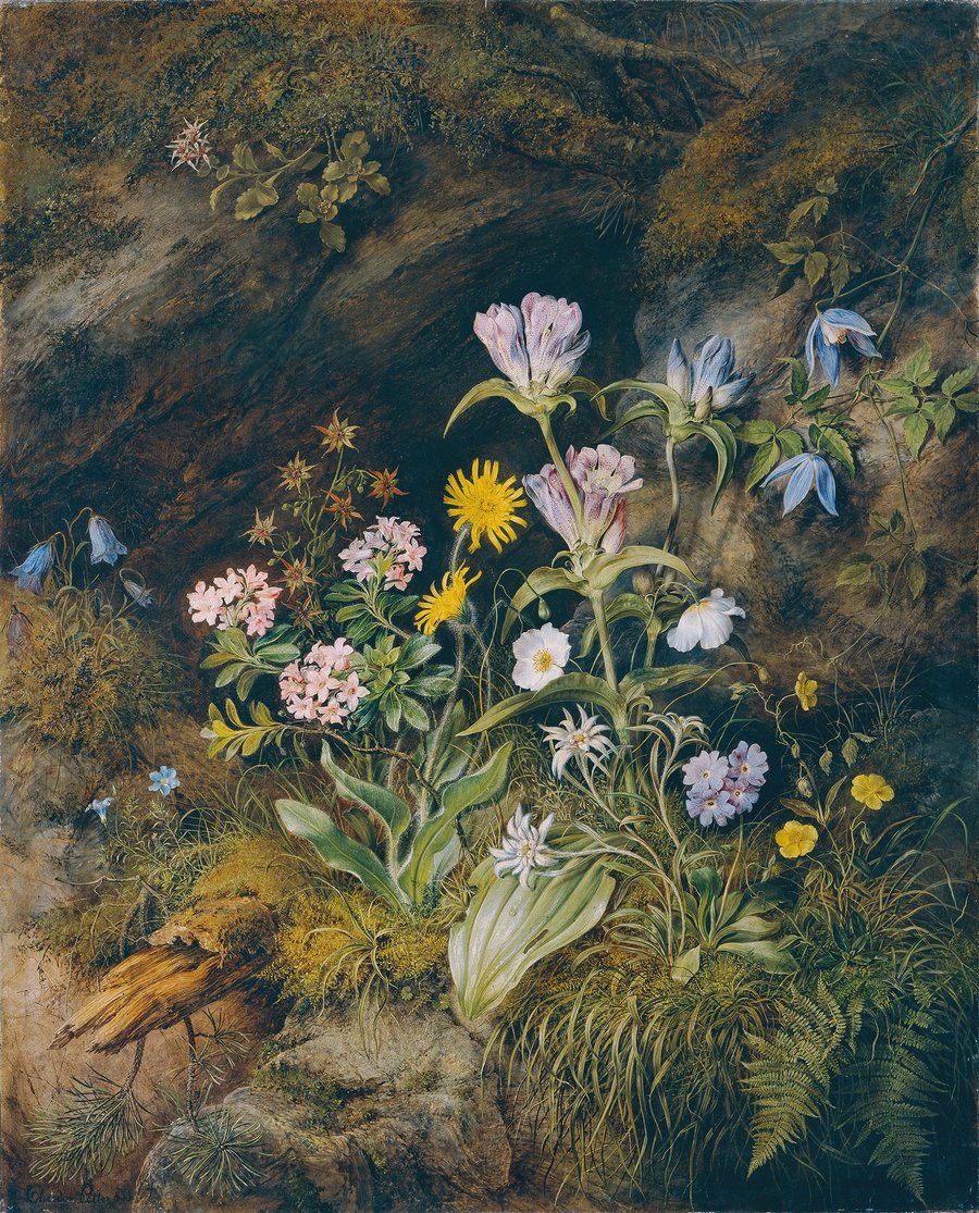 Alpine Flora (1853)