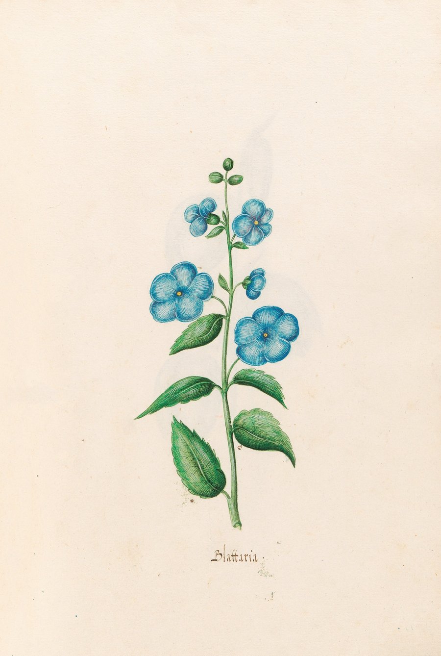 Blattaria (1692)