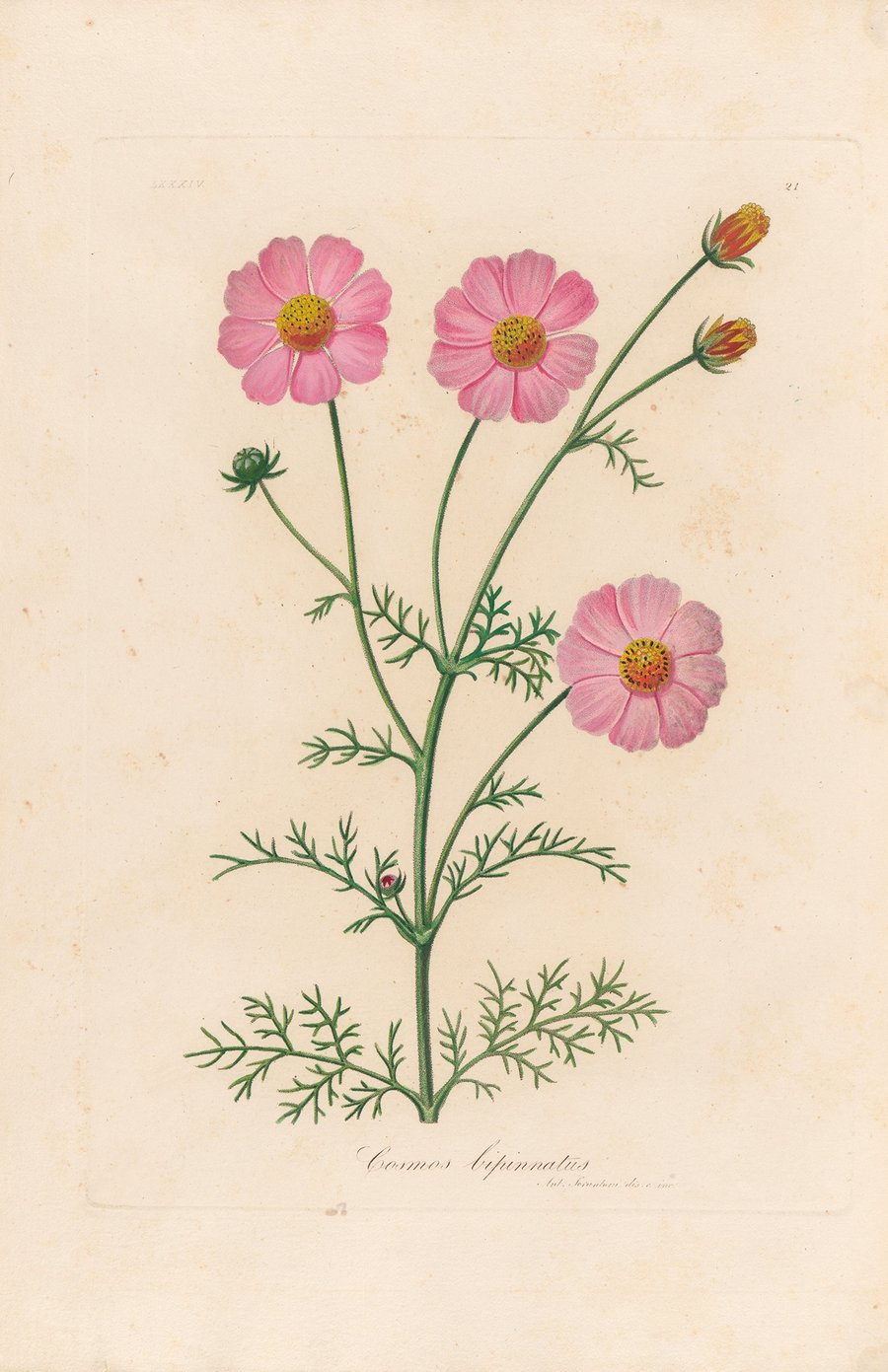 Cosmos bipinnatus (1818-1824)