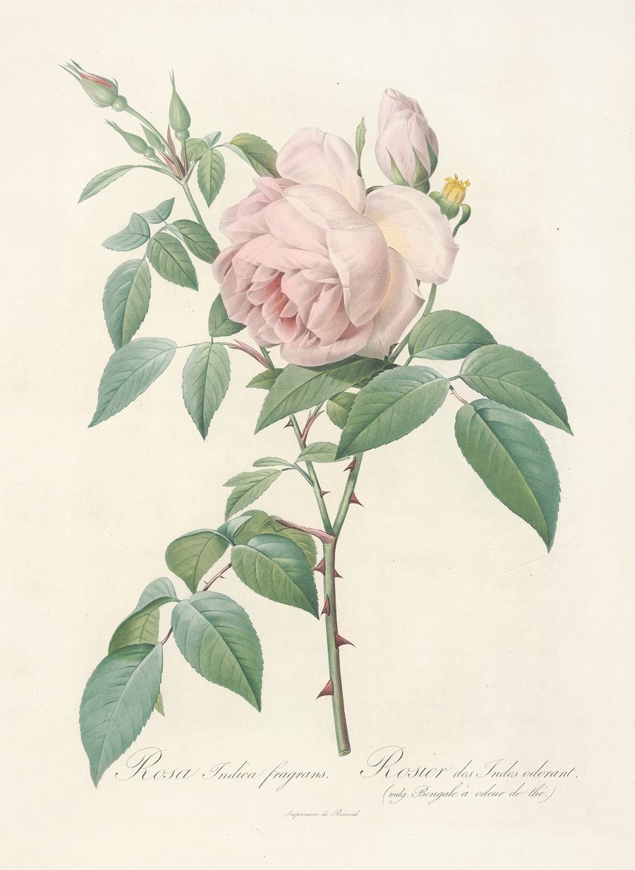 Rosa Indica Fragrans (1817 - 1824)