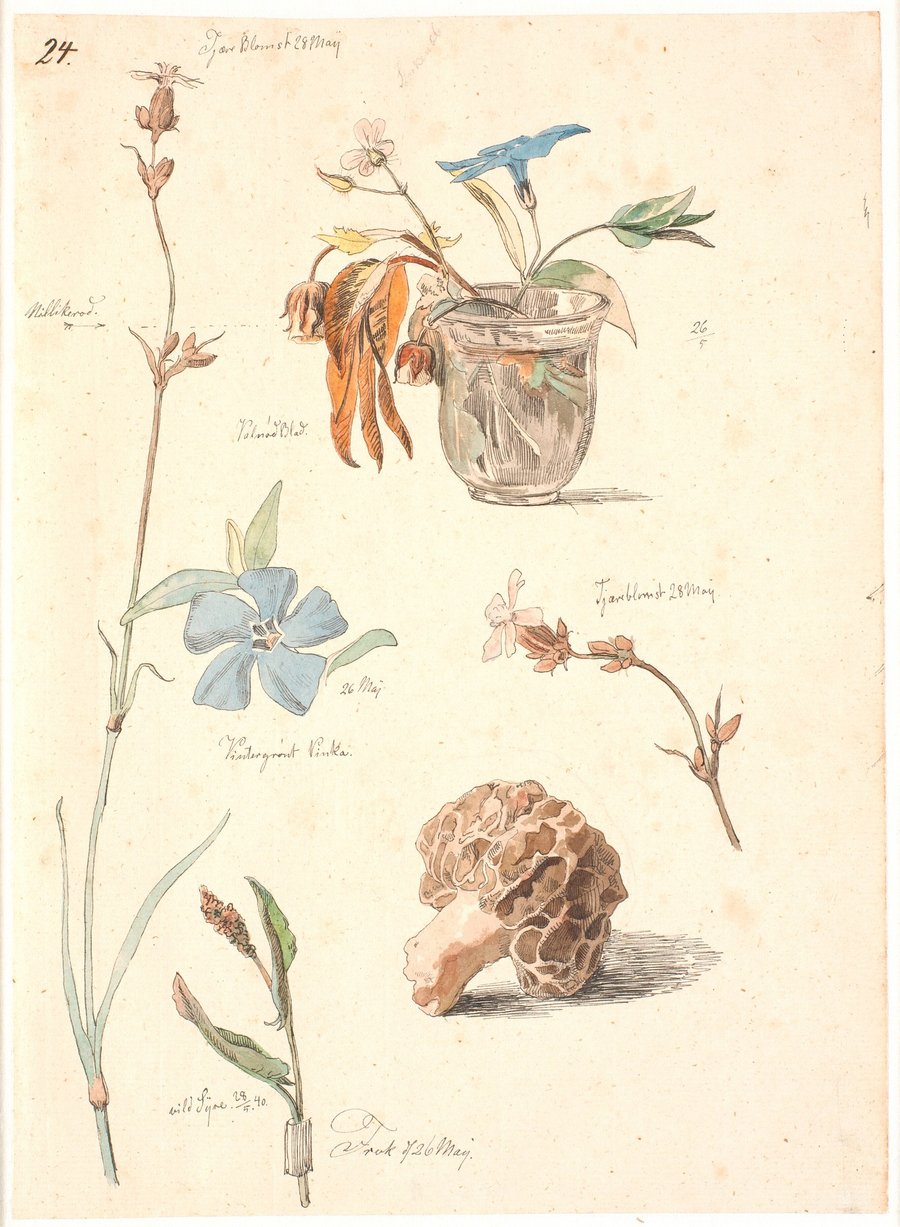 Studieblad med blomster og planter