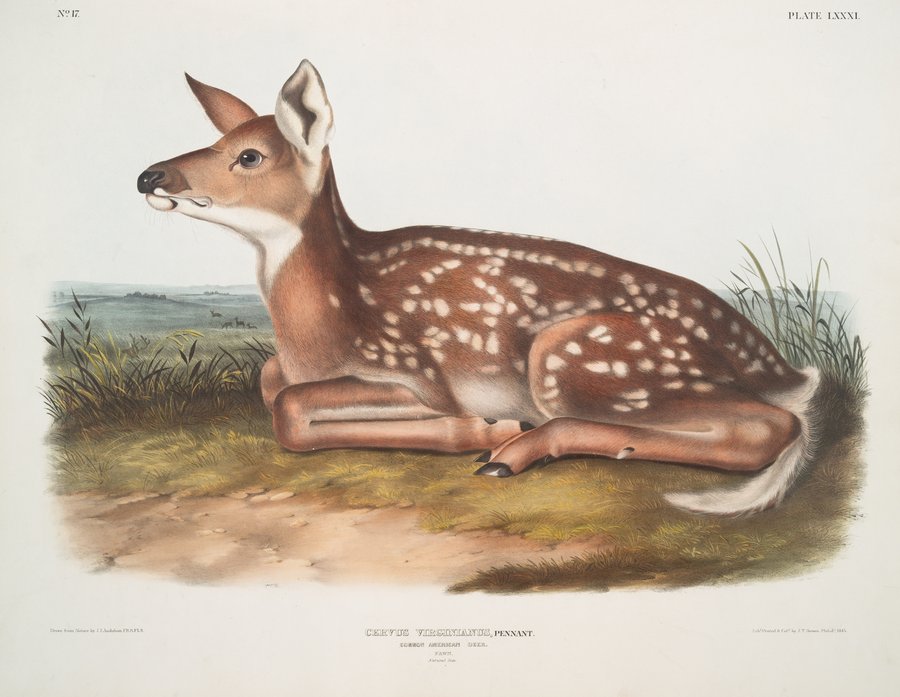 Cervus Virginianus, Common American Deer. (Fawn. Natural size.) (1845-1848)