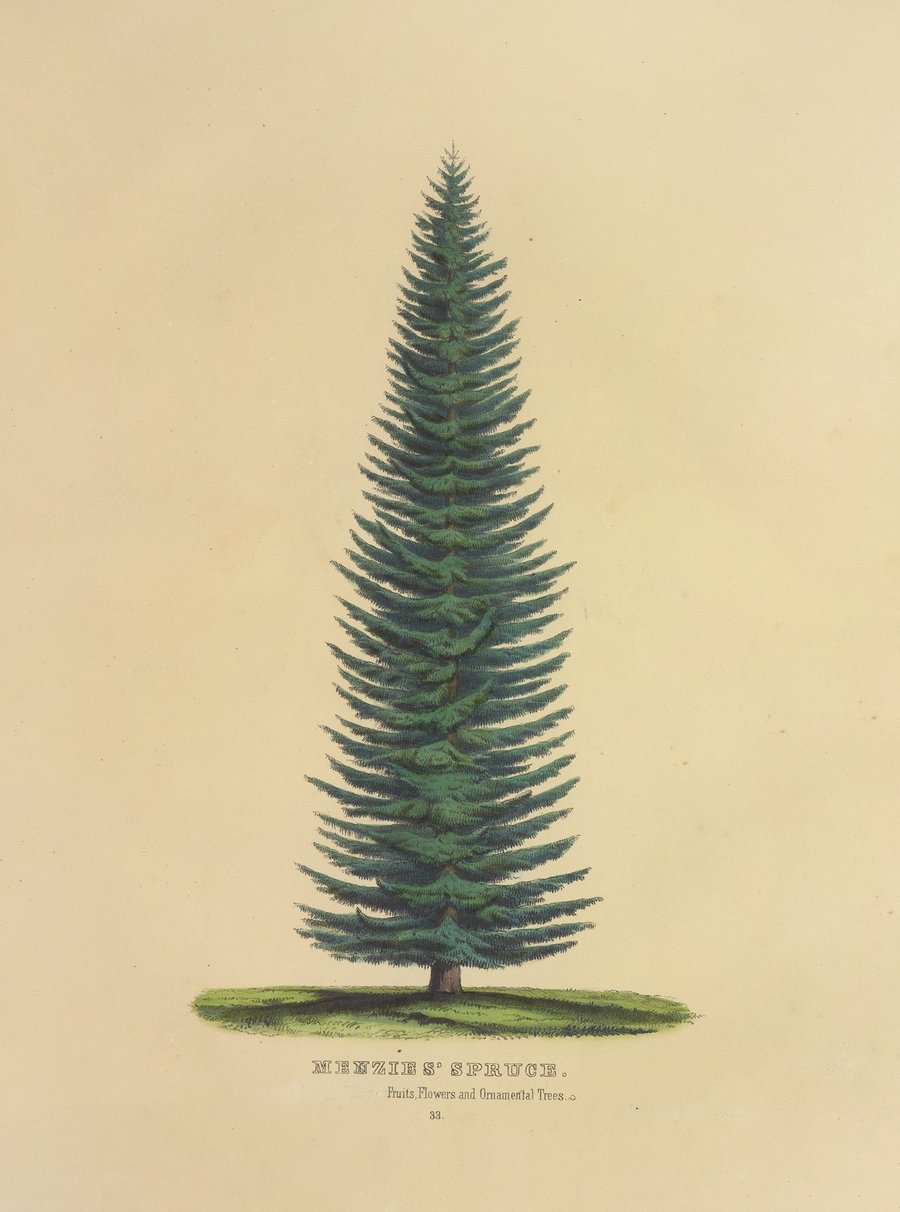 Menzies’ Spruce (1872)