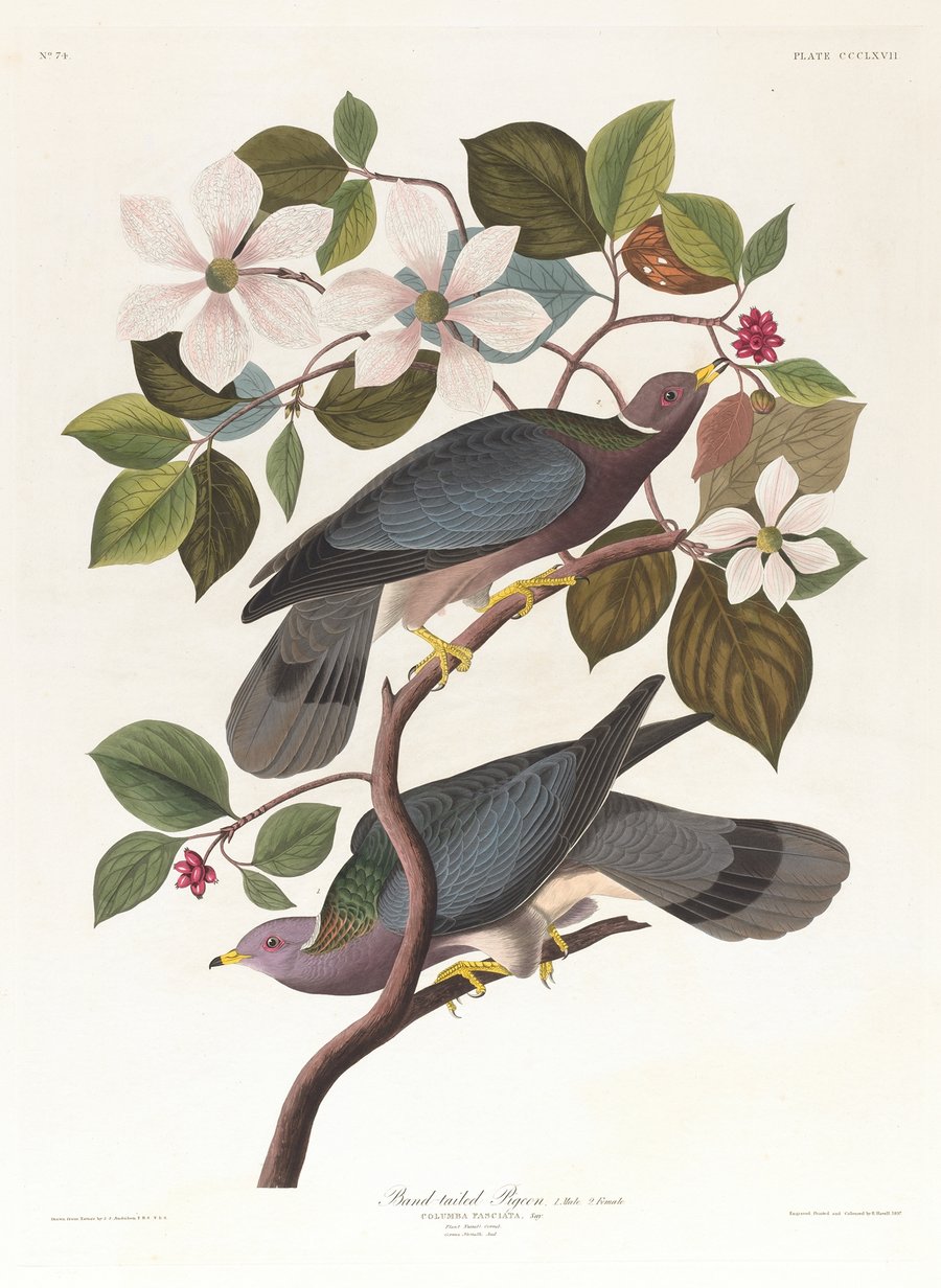 Band-tailed pigeon (1827–1838)