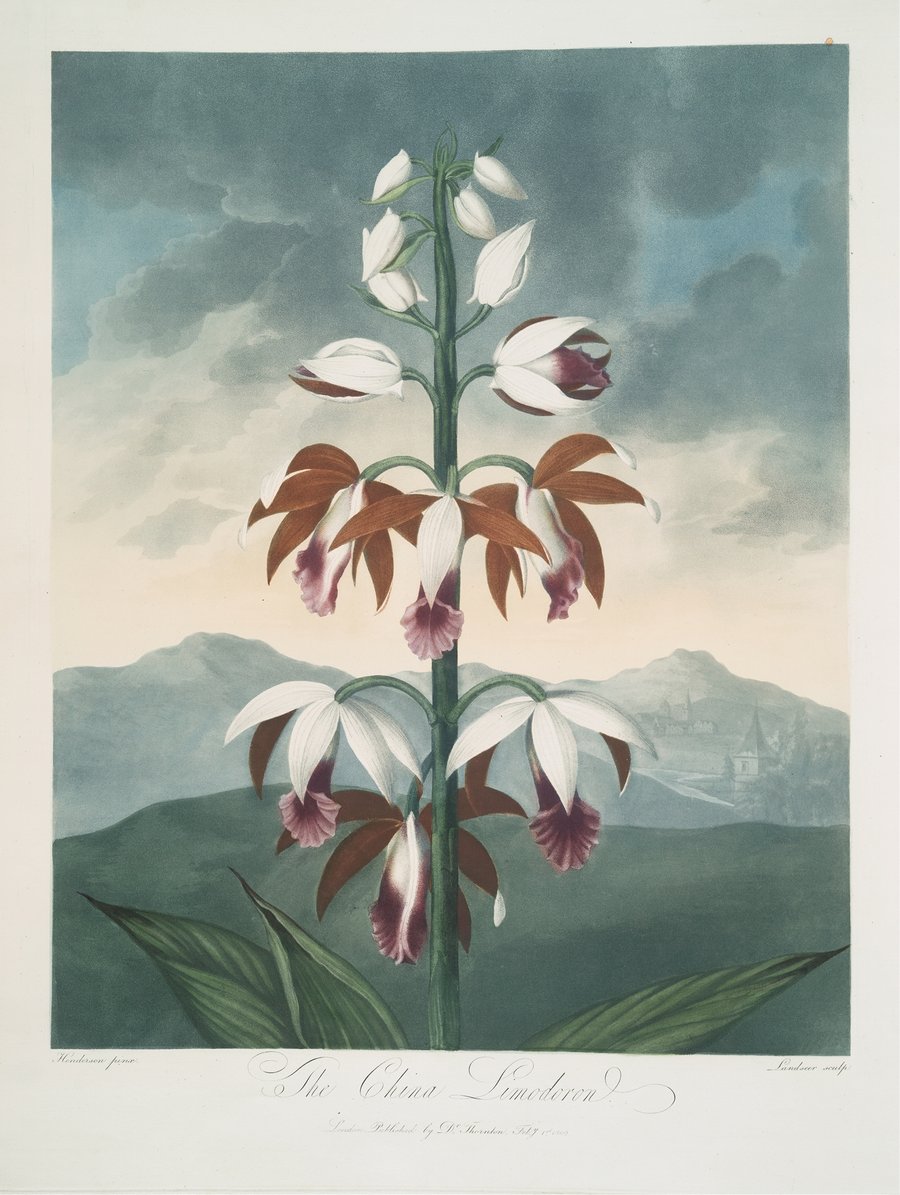 The China Limodoron (1799–1807)