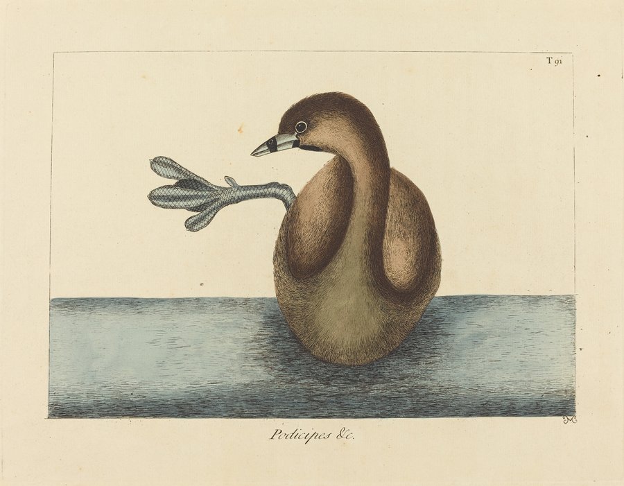 The Pied-billed Dobchick (Colymbus podiceps) (1731-1743)