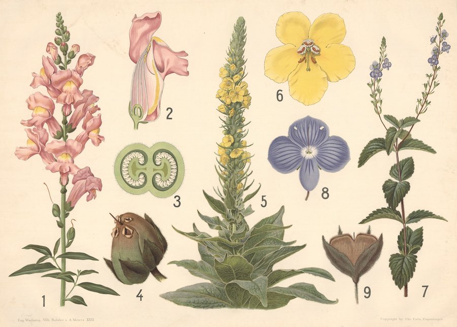 Løvemund, kongelys og ærenpris (1902)