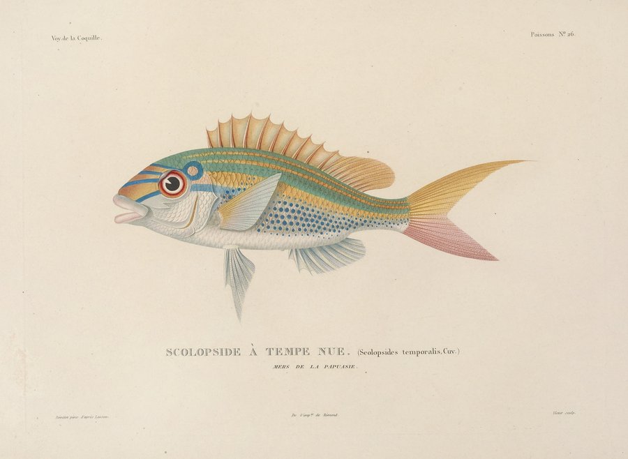Voyage autour du monde Pl.033 (1825-1830)