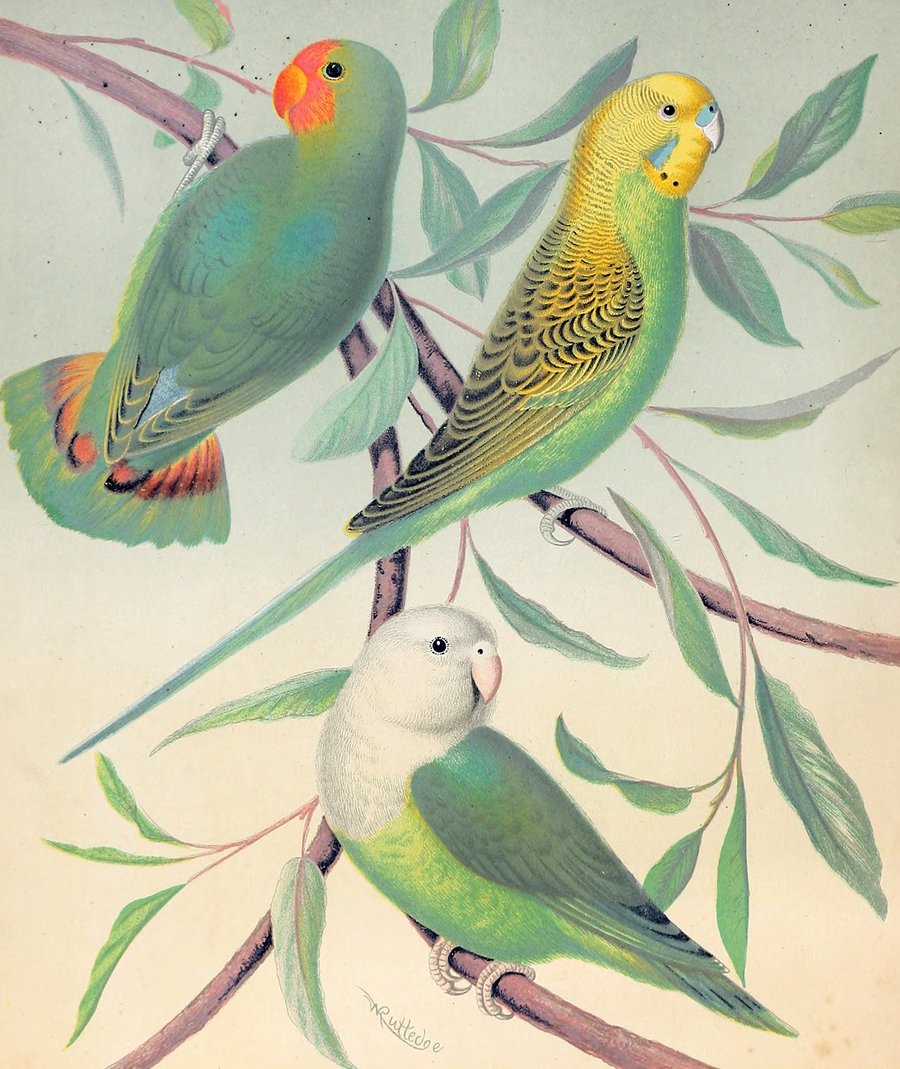 Red-Headed Love-Bird, Grass Parakeet, Madagascar Love-Bird (1878)
