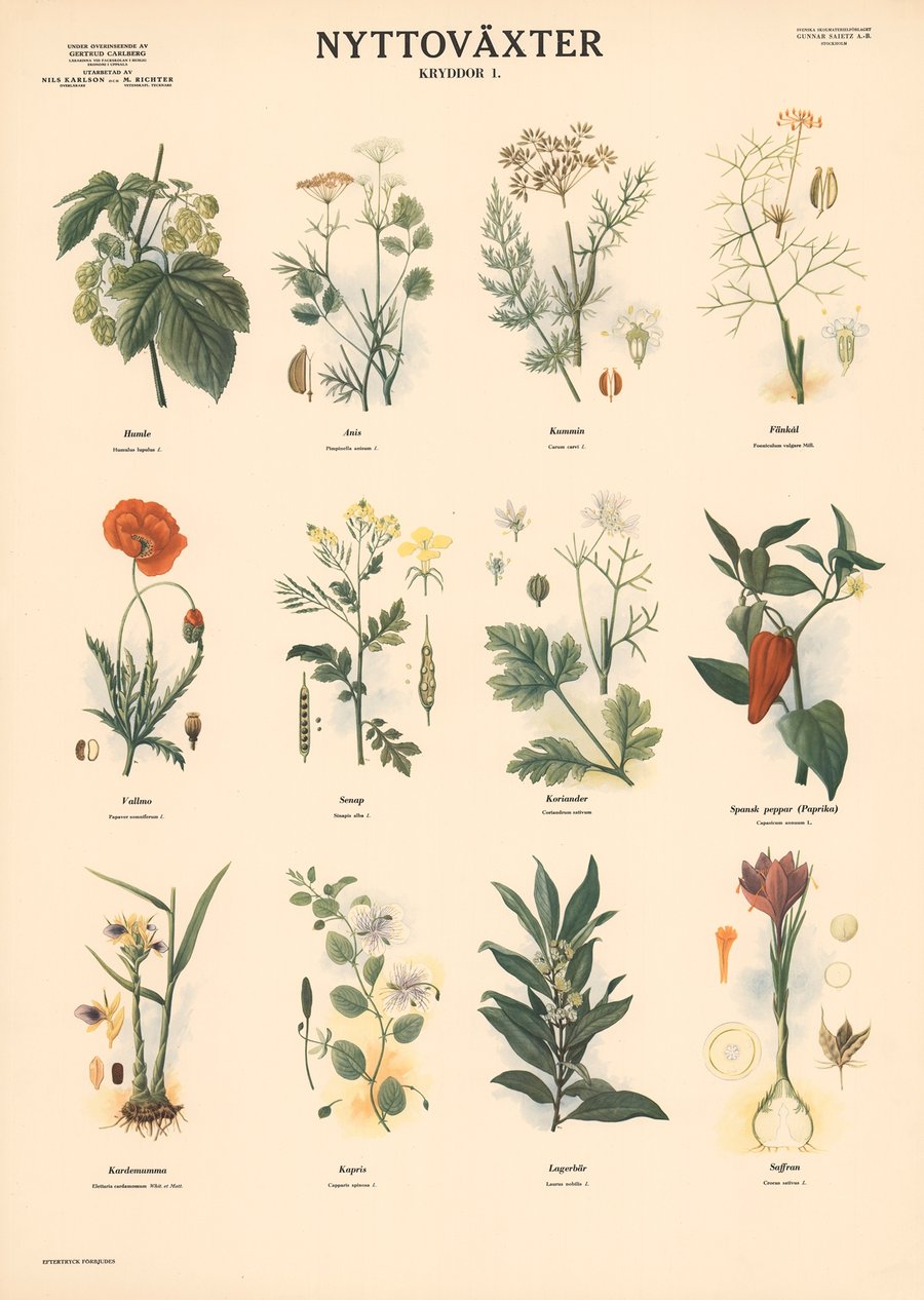Spices (1956)
