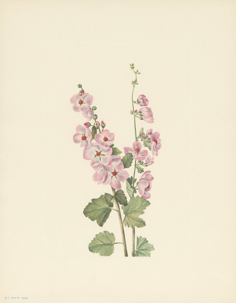 Orange-eye Globemallow (Sphaeralcea davidsonii) (1925)