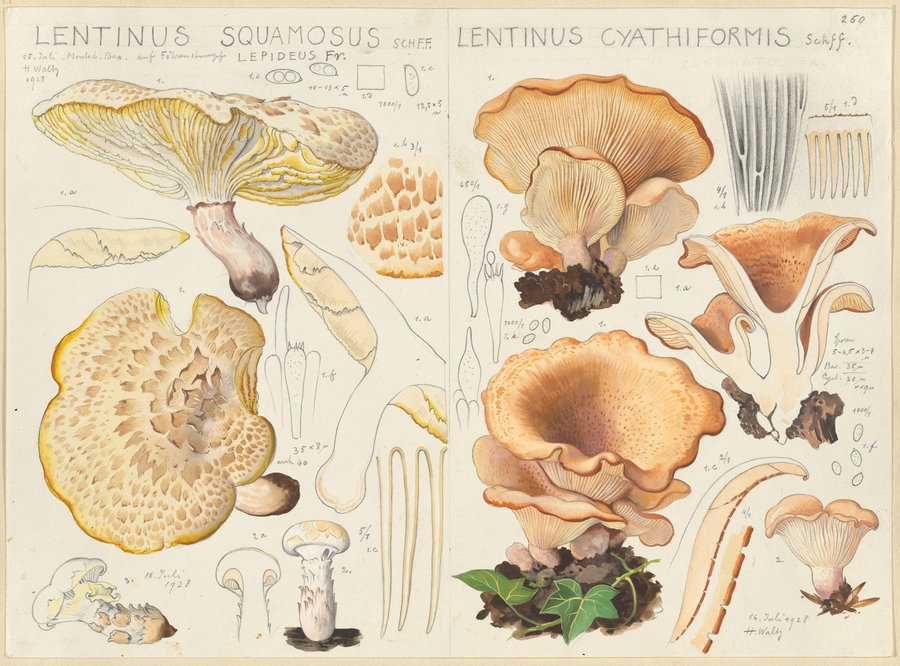 Lentinus squamosus, Lentinus cyathiformis (1915-1945)