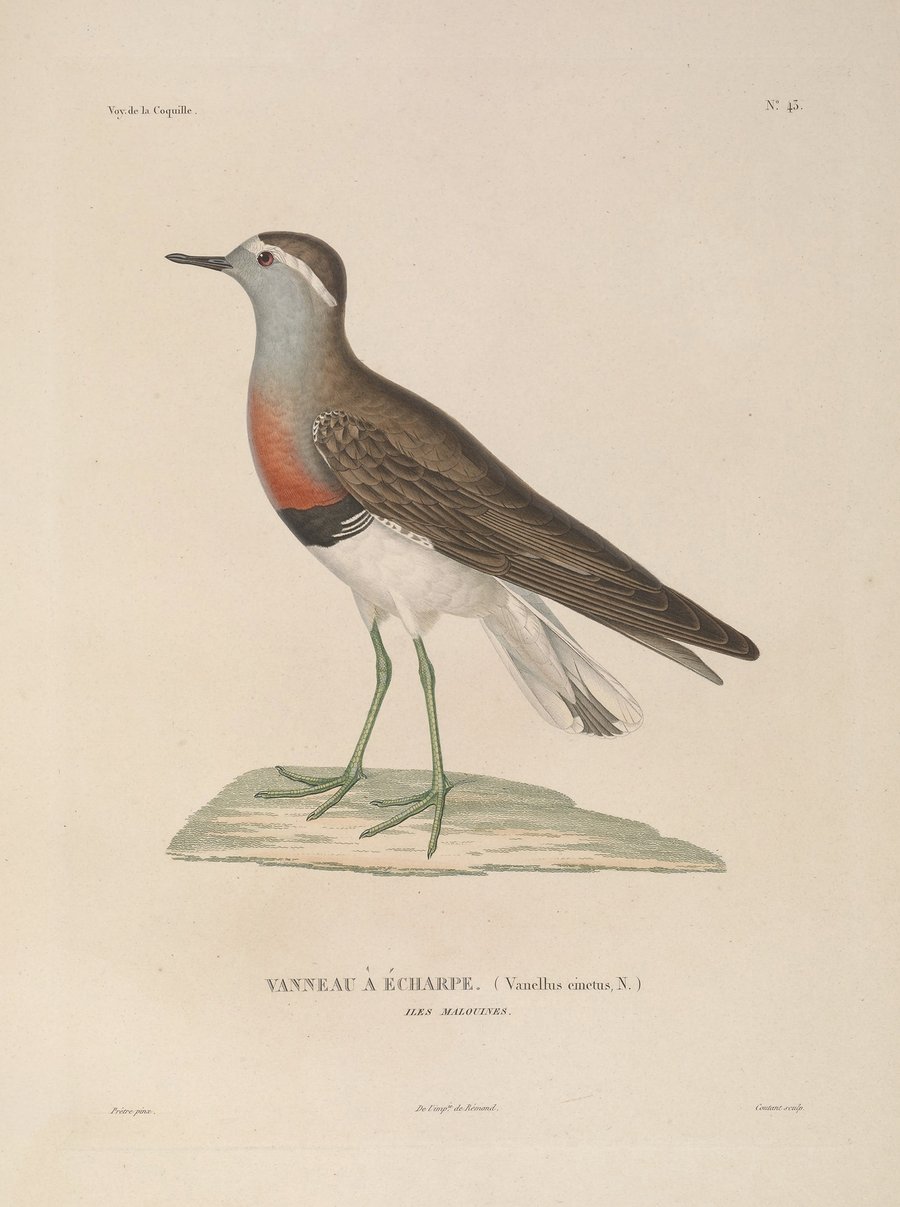 Voyage autour du monde Pl.149 (1825-1830)